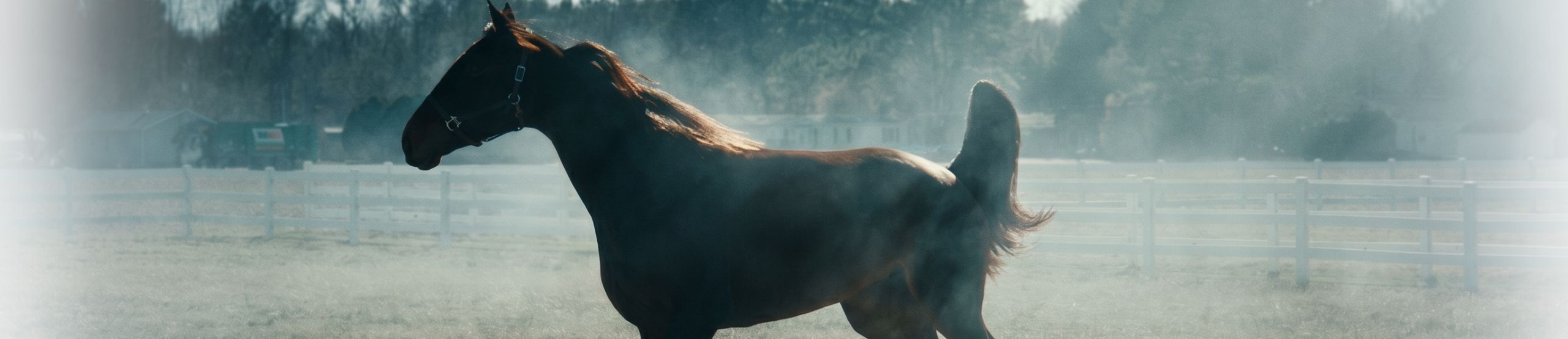 Horse Banner