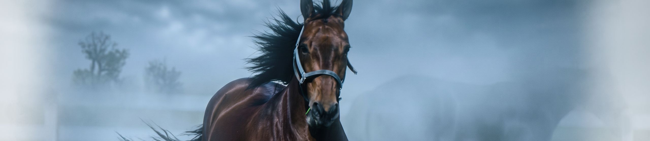Horse Banner