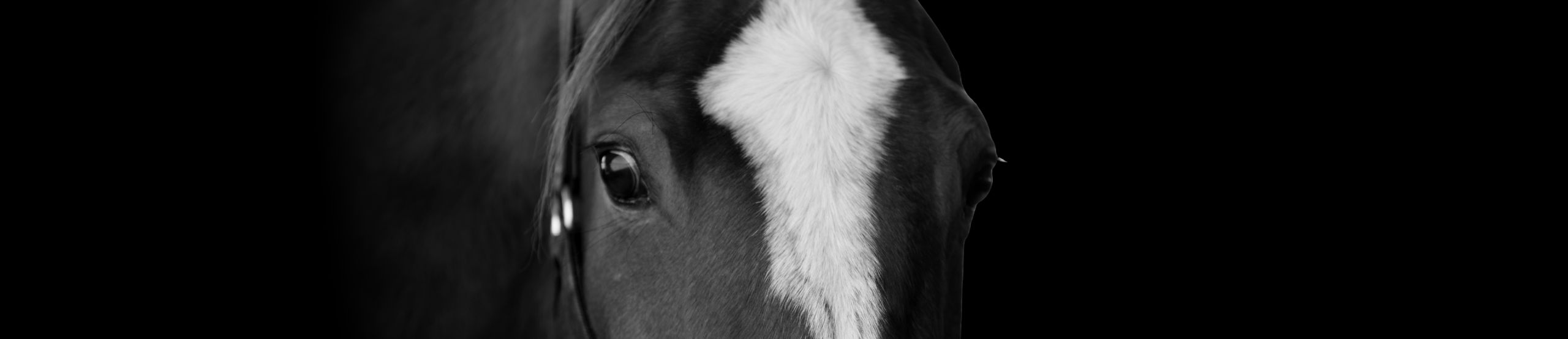 Horse Banner