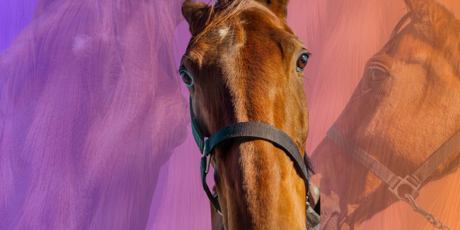 Horse Banner