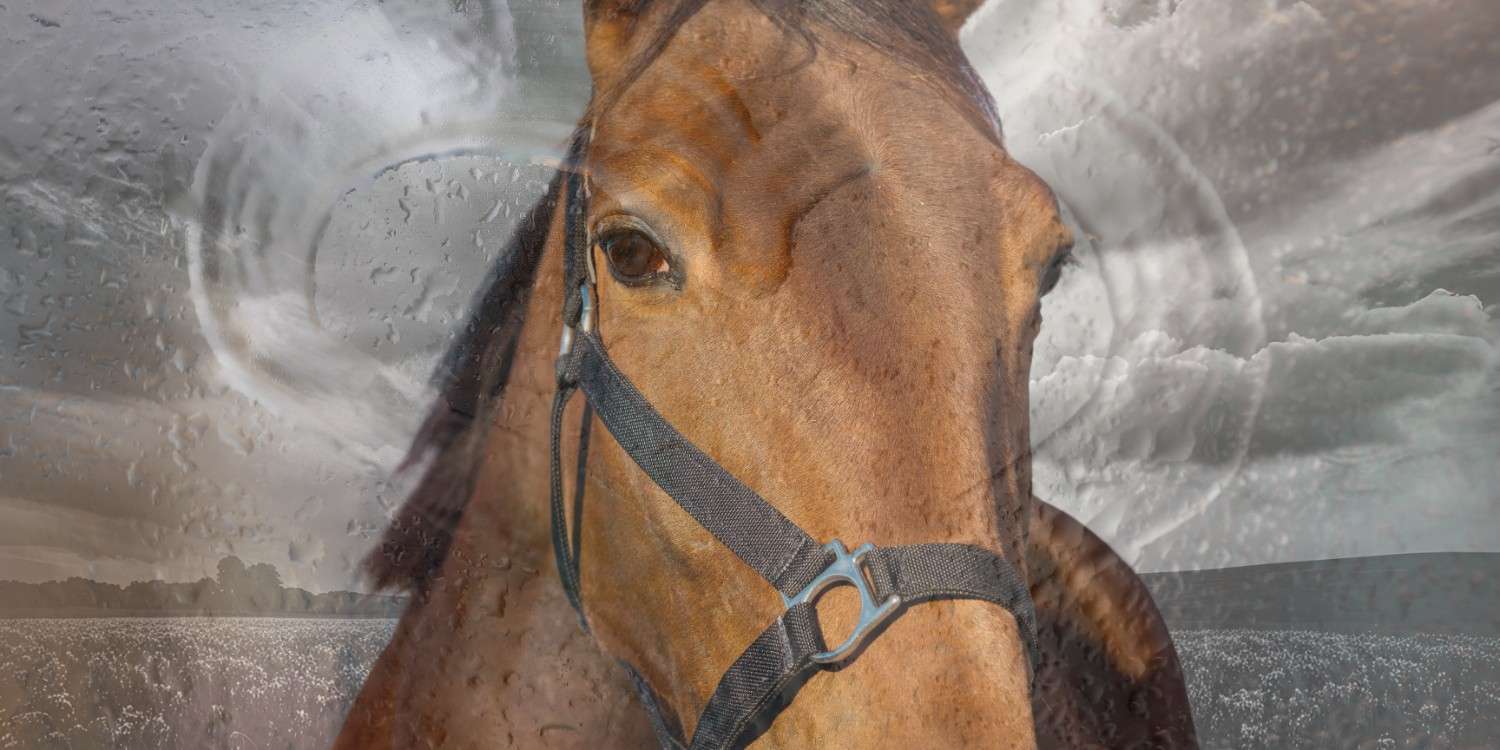 Horse Banner